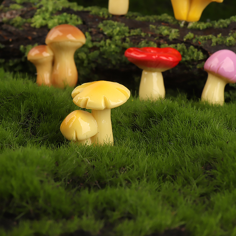 Moss Micro Landscape Creative  - Sphagnum Moss Dry review and price